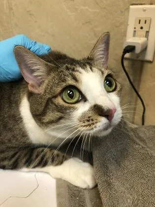 A senior small-sized female Domestic Short Hair cat named Mochi for adoption in Honolulu, HI