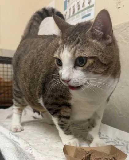 Mochi thumbnail 3
