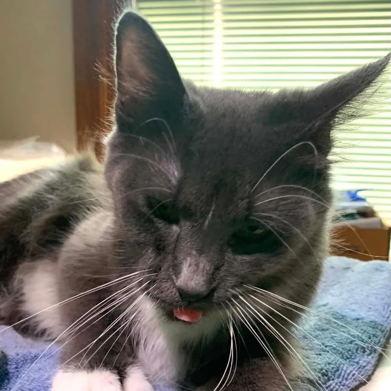 Mittens