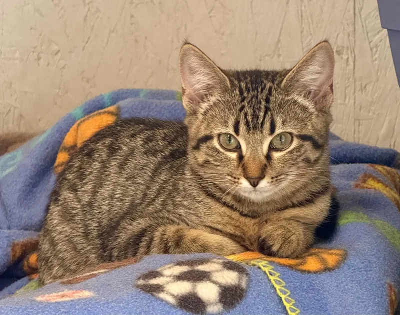 A young medium-sized female Domestic Short Hair cat named Goldie for adoption in Talbott, TN