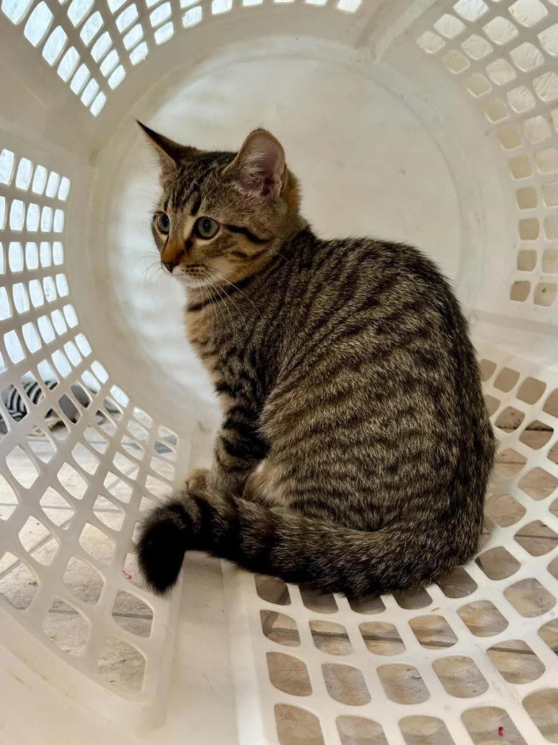 Goldie thumbnail 6