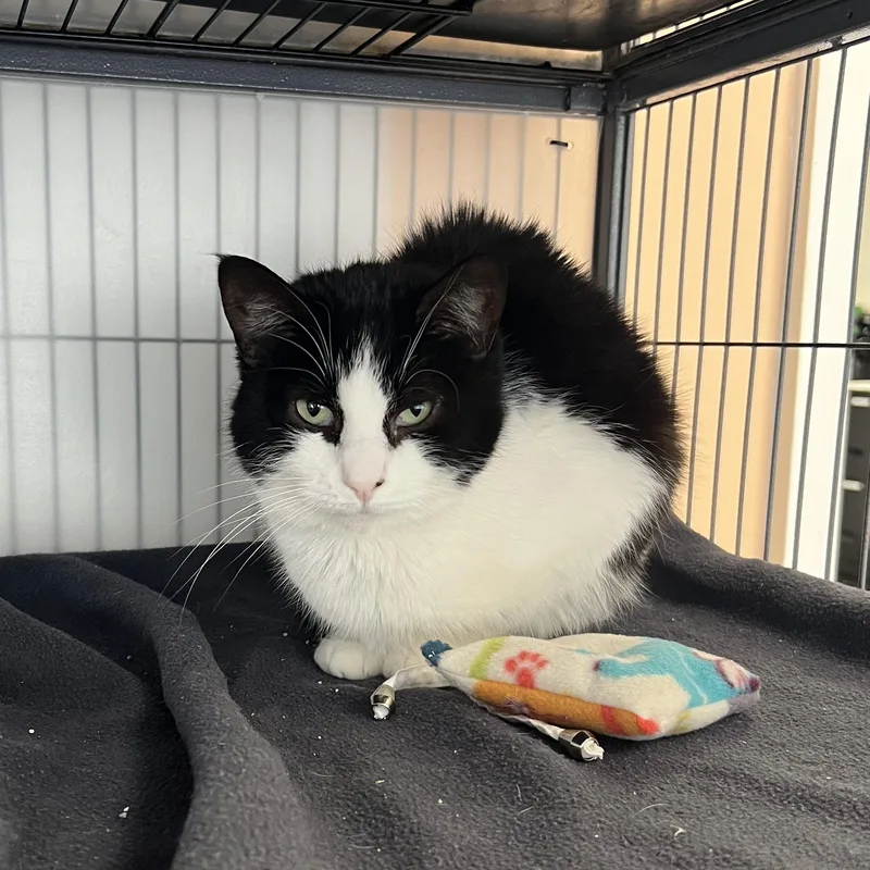 An adult medium-sized female Tuxedo cat named Beth for adoption in Altoona, PA