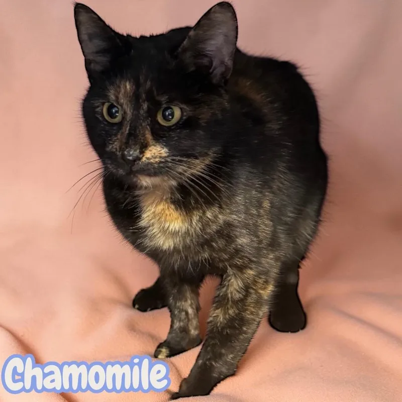 Chamomile thumbnail 2