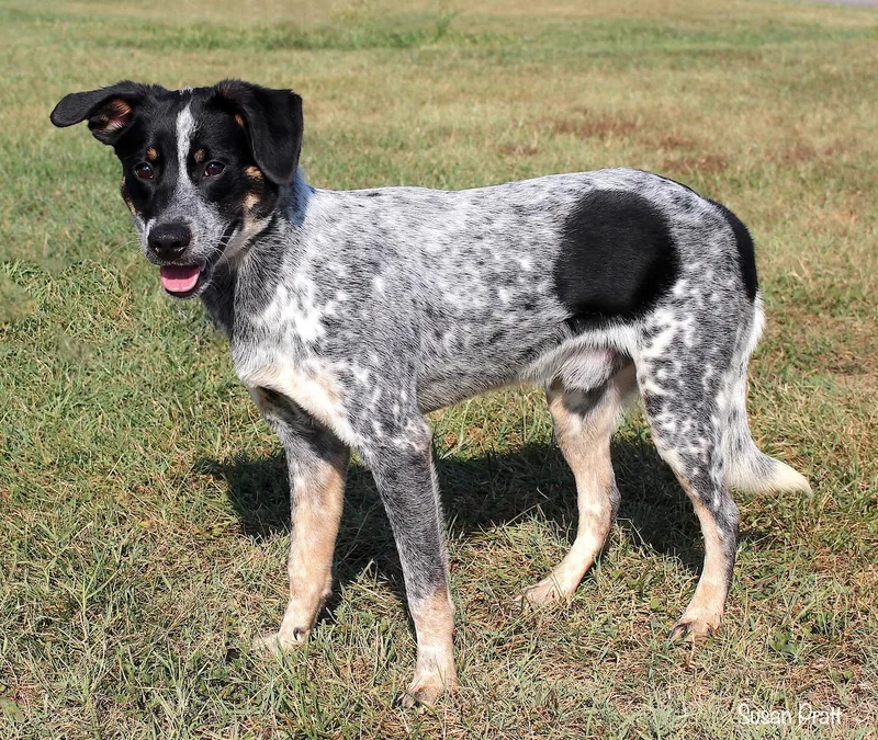 A young medium-sized male Black Australian Cattle Dog / Blue Heeler dog named Ace for adoption in Bedford, VA