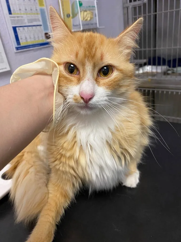 A young large-sized male Domestic Medium Hair cat named Titleist for adoption in New Braunfels, TX