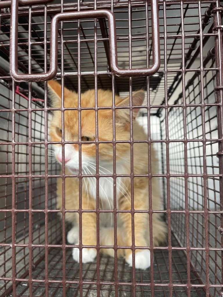 Titleist thumbnail 2