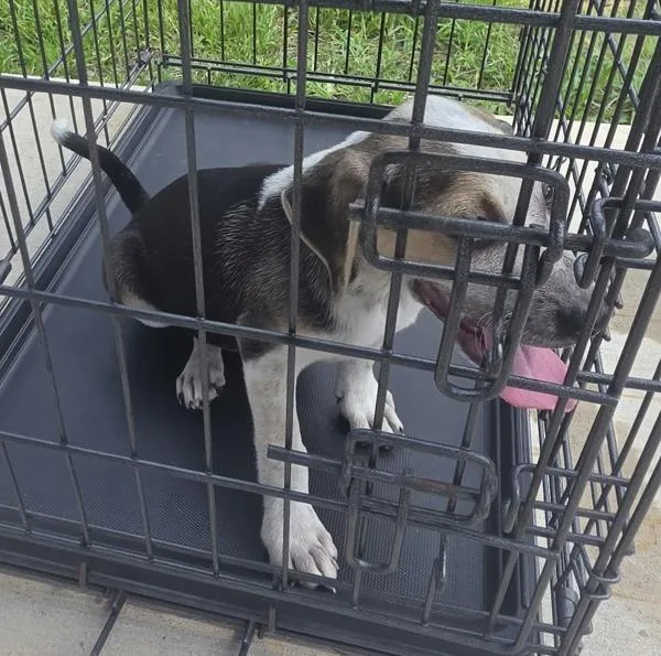 A baby small-sized male Beagle dog named Winchester for adoption in Cleveland, TN