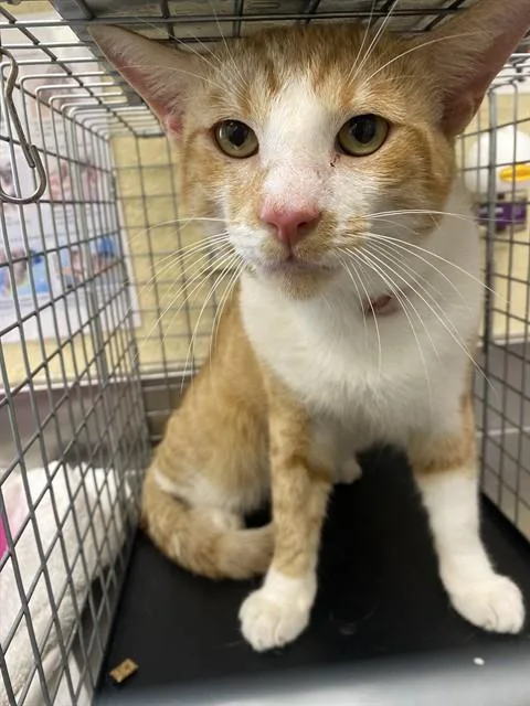 A young medium-sized male Domestic Short Hair cat named Ozzy for adoption in Fort Myers, FL