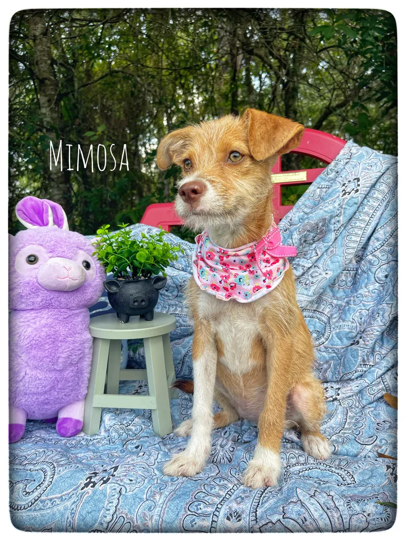Mimosa thumbnail 3