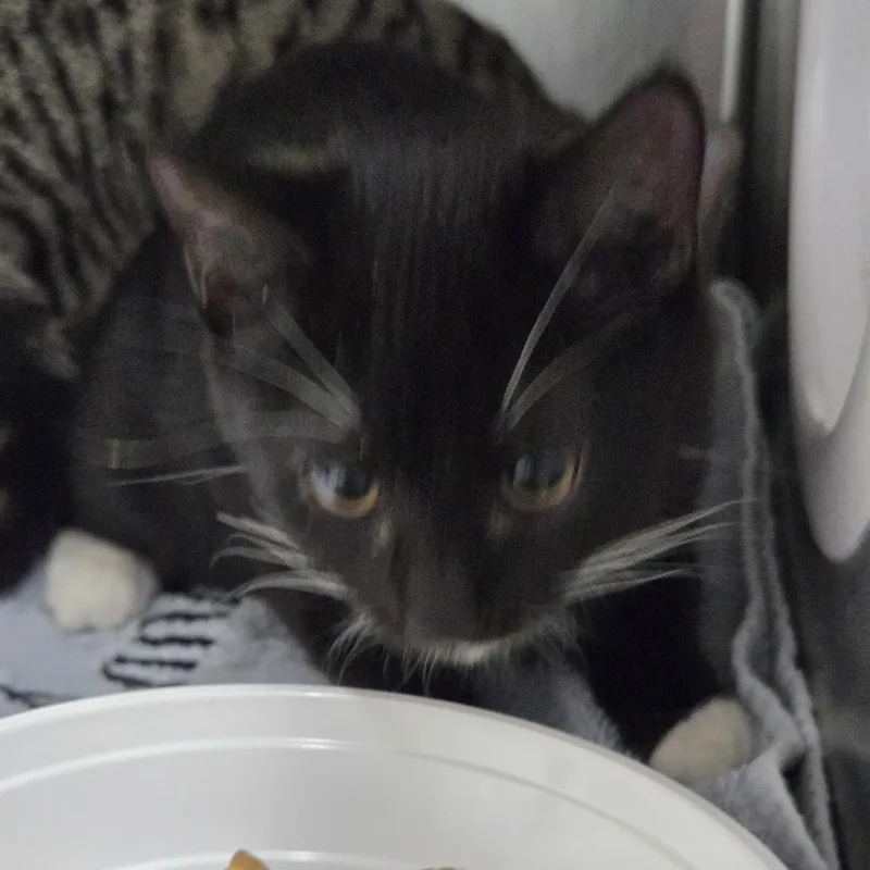 A baby small-sized female Black Domestic Short Hair cat named Mocha for adoption in New York, NY