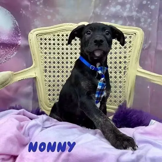 A baby medium-sized male Hound dog named Nonny for adoption in Washington , PA