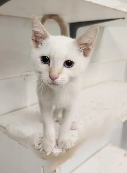 A young large-sized male Flame Point Siamese cat named Cat for adoption in Parlier, CA