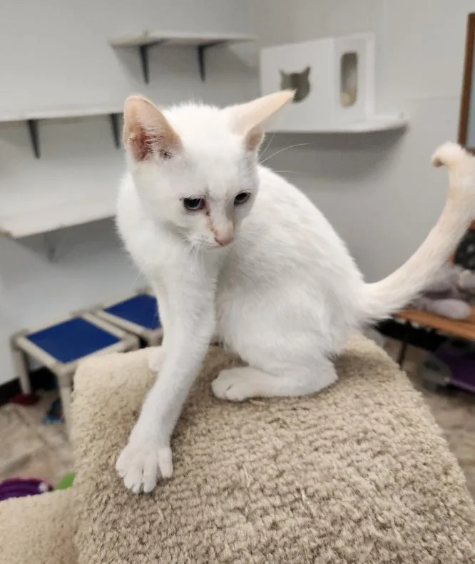 Cat thumbnail 3