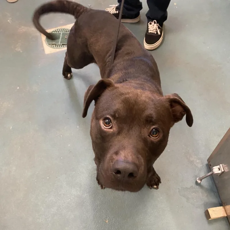 An adult large-sized male Black Mixed Breed dog named Hambone for adoption in Memphis, TN