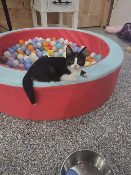 A young medium-sized male Black & White / Tuxedo Domestic Short Hair cat named Tie for adoption in Logan, OH