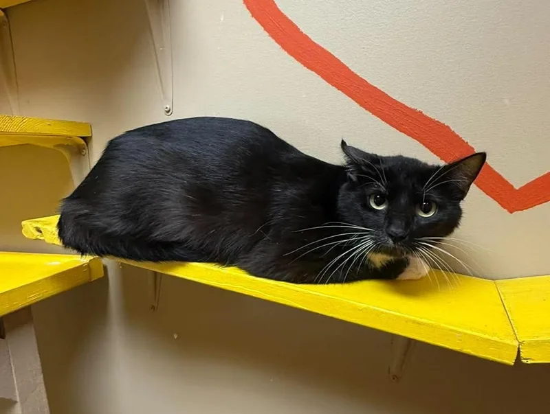 A young medium-sized female Black & White / Tuxedo Domestic Short Hair cat named Packshell for adoption in Maryville, MO