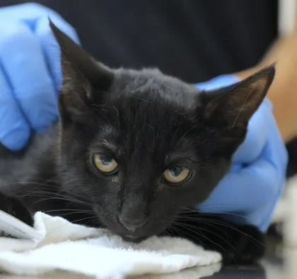 A young small-sized female Domestic Short Hair cat named Clara for adoption in Westland, MI