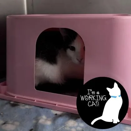 A young small-sized female Domestic Short Hair cat named Opal for adoption in Janesville, WI