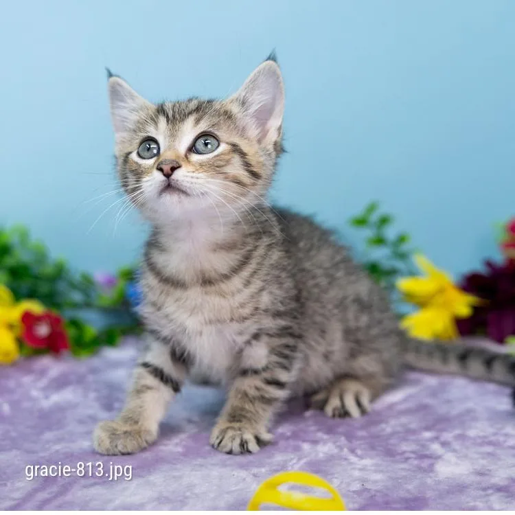 A baby small-sized female Brown / Chocolate Domestic Short Hair cat named Gracie for adoption in Durham, NC
