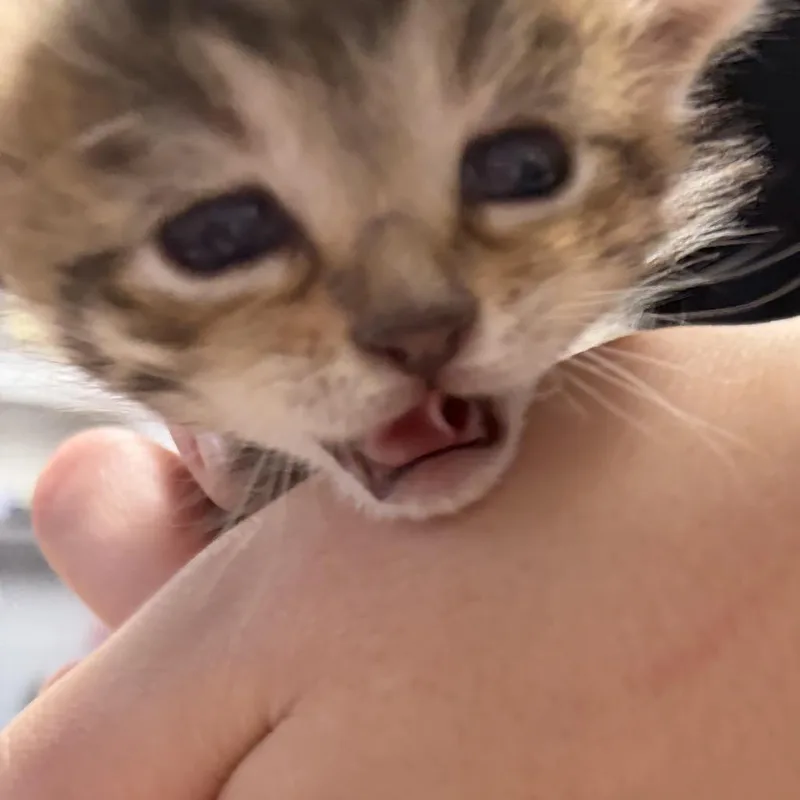 Gracie thumbnail 6