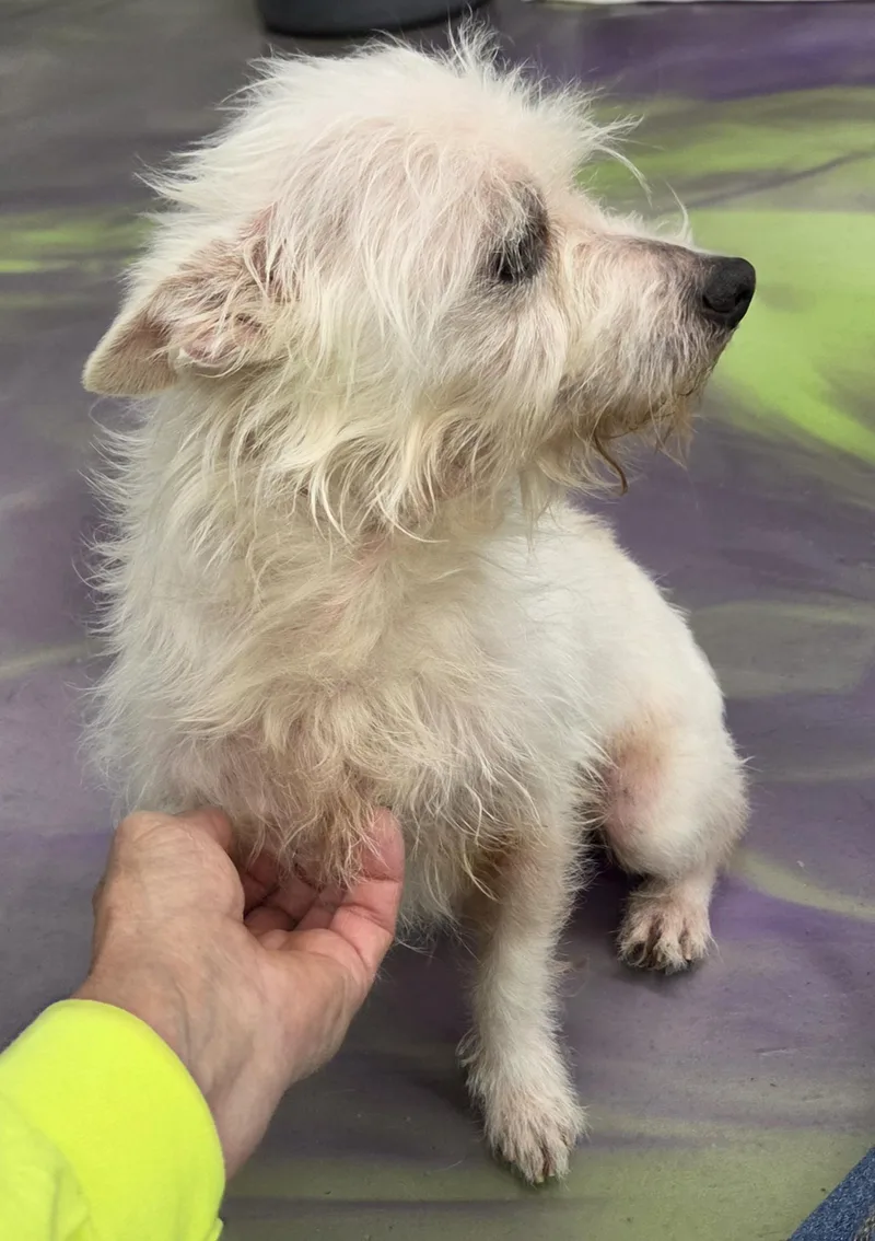 An adult small-sized male White / Cream Chihuahua dog named Bogie for adoption in Anna, IL
