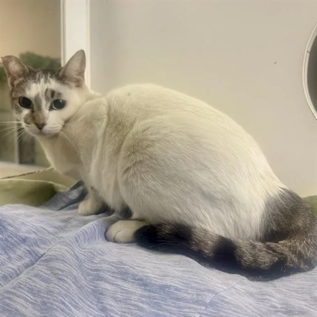 A young medium-sized female Domestic Short Hair cat named Delilah for adoption in Riverside, CA