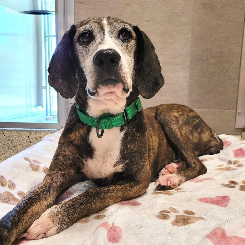 A senior medium-sized female Mountain Cur dog named Gertie for adoption in Nashville, IN
