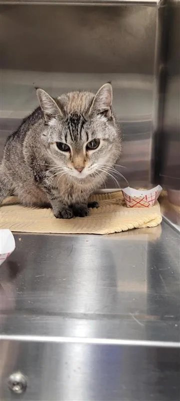 A senior small-sized female Domestic Short Hair cat named Suki for adoption in West Chester, PA