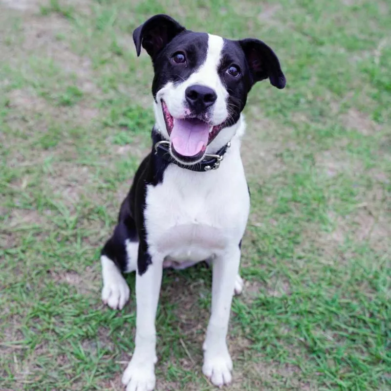 An adult large-sized female Black Pointer dog named Biscuit for adoption in Hinesville, GA