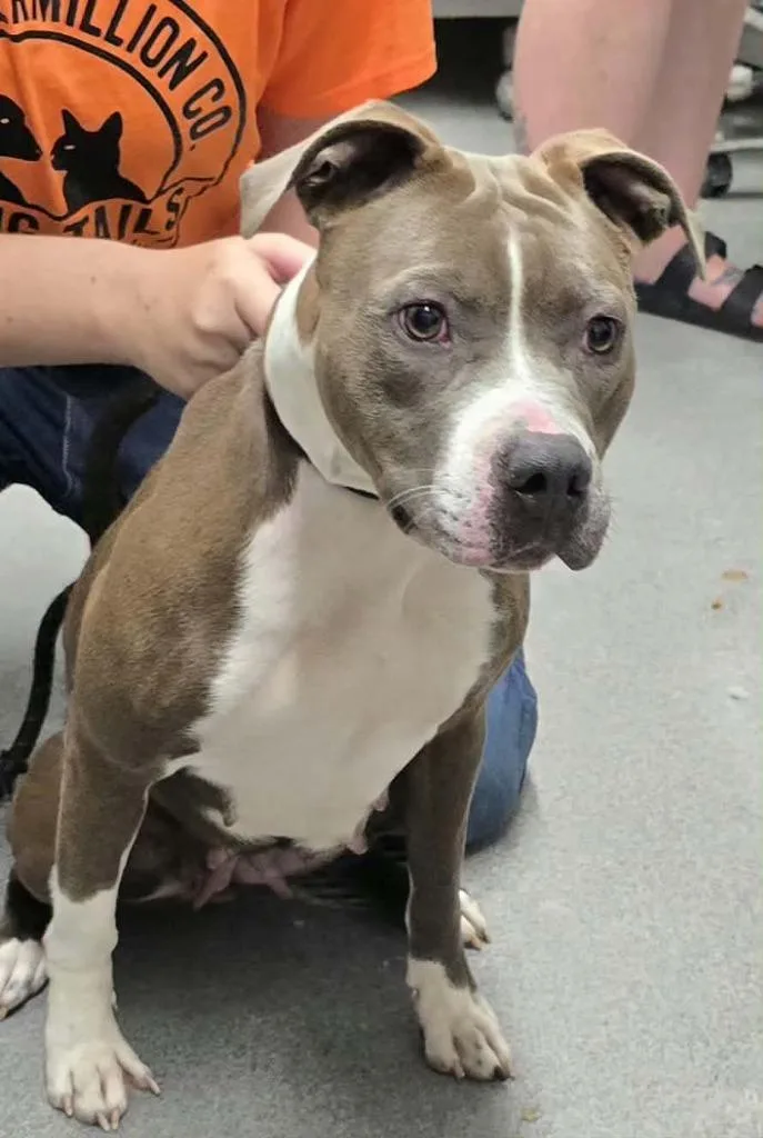 A young medium-sized female Mixed Breed dog named Molly for adoption in Hillsdale, IN
