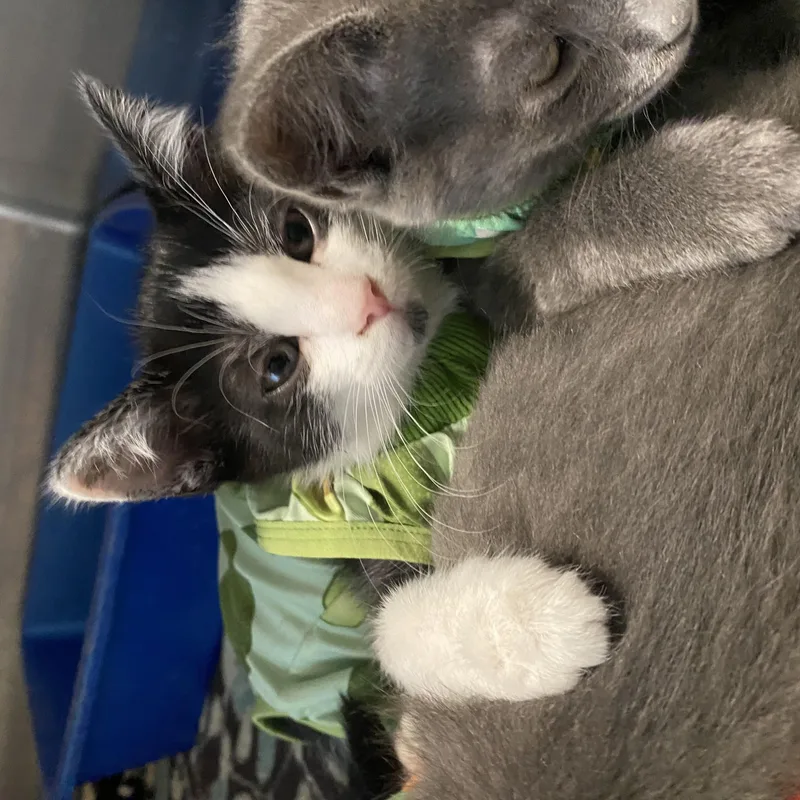 A young medium-sized female Domestic Short Hair cat named Janice for adoption in Belleville, MI