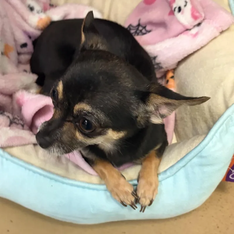 An adult small-sized female Chihuahua dog named Bitty Boo for adoption in Springboro, OH