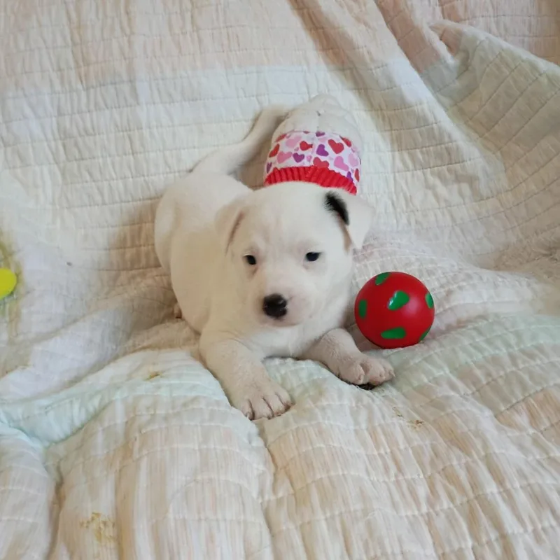 A baby small-sized male White / Cream Mixed Breed dog named Theon for adoption in Wadena, MN
