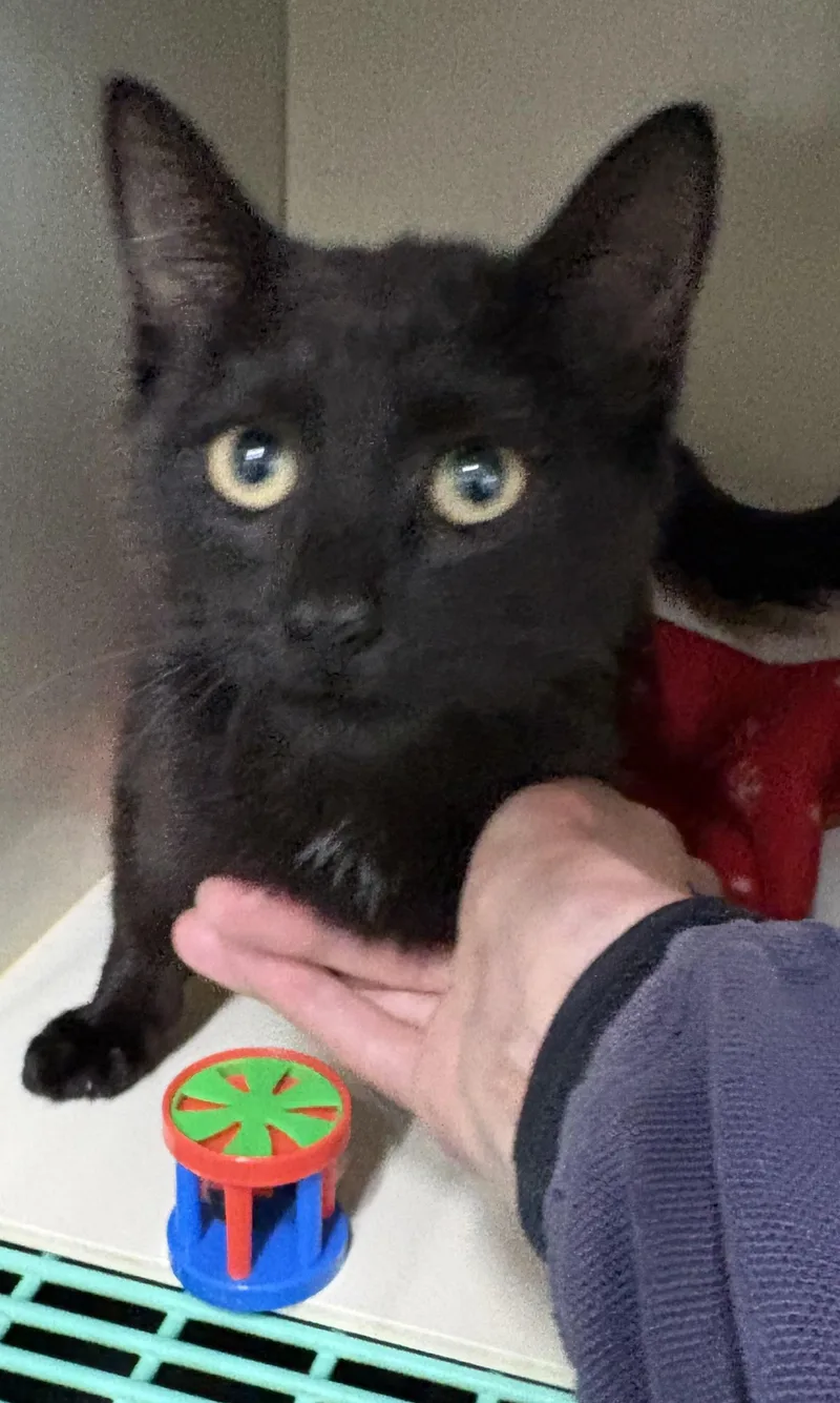 A young medium-sized male Black Domestic Short Hair cat named Asher for adoption in Mansfield, CT