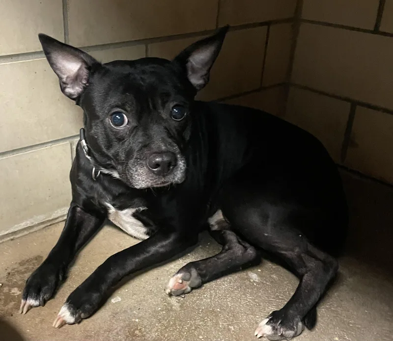 An adult small-sized male Black Pit Bull Terrier dog named Digby Hold for adoption in Canton, OH