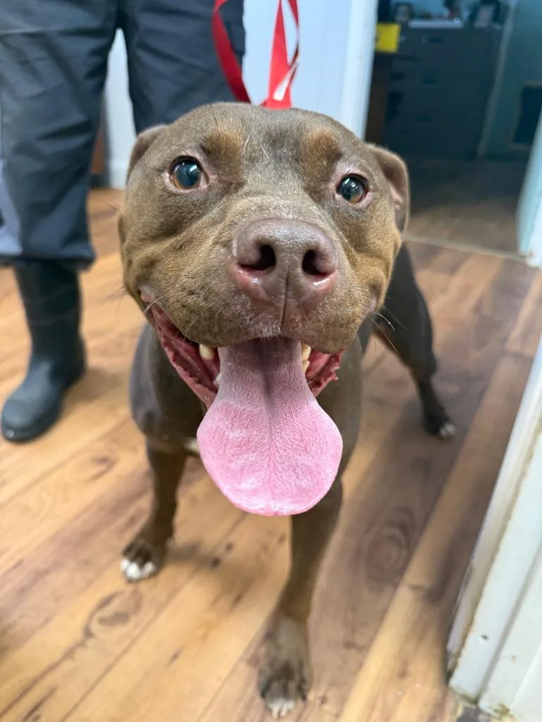 A young large-sized male Staffordshire Bull Terrier dog named Ace for adoption in Fayetteville, TN
