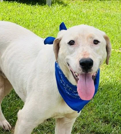 A baby large-sized male Plott Hound dog named Darwin $ for adoption in Seneca, SC