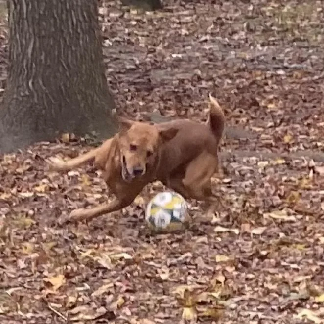 Fender Fka Jazzmaster thumbnail 3