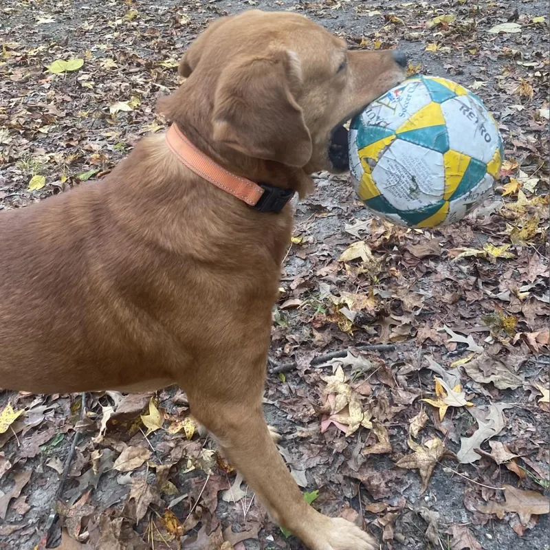 Fender Fka Jazzmaster thumbnail 6