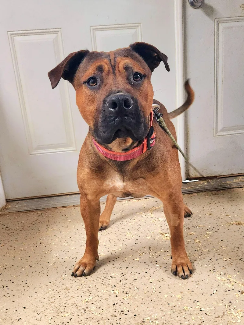 A young large-sized male American Staffordshire Terrier dog named Louie for adoption in Walthill, NE
