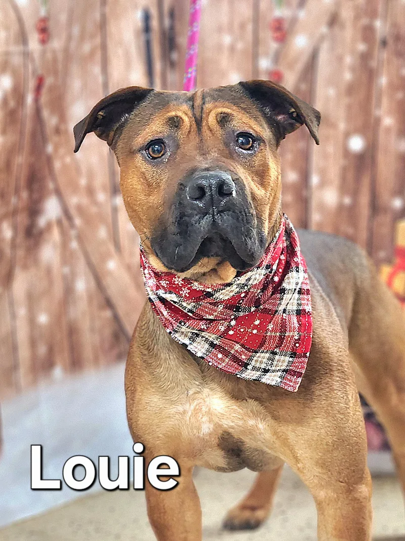 Louie thumbnail 2