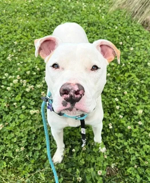 A young large-sized male Pit Bull Terrier dog named Matheo for adoption in Sacramento, CA