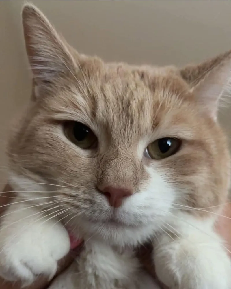 An adult medium-sized female Tabby (Orange / Red) Domestic Short Hair cat named Taffy for adoption in Mount Airy, NC