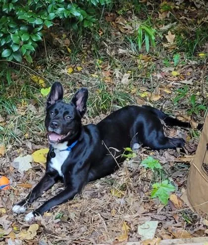 An adult large-sized male Mixed Breed dog named Cane for adoption in Atlanta, GA