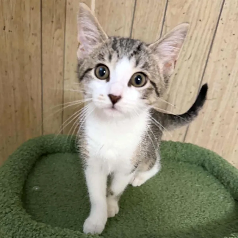 A baby small-sized female White Domestic Short Hair cat named Buddy for adoption in North Canton, OH