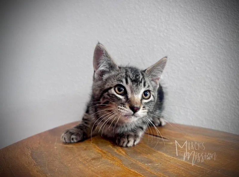 A baby medium-sized male Brown / Chocolate Domestic Short Hair cat named Scout for adoption in Spokane , WA