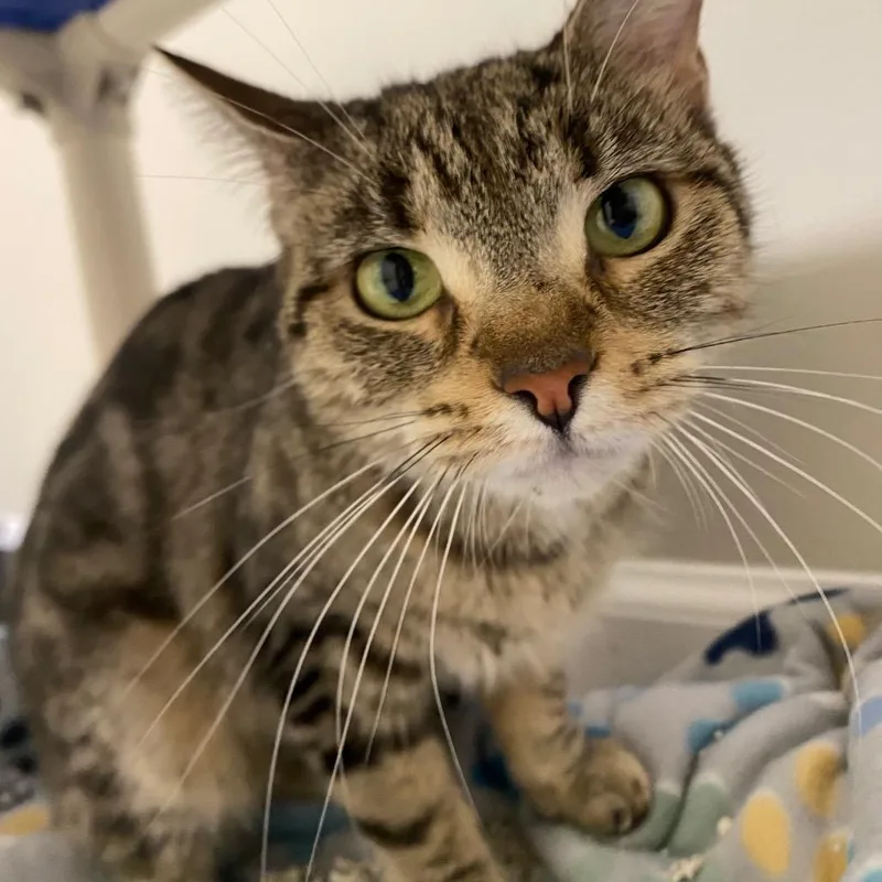 An adult medium-sized female Domestic Short Hair cat named Stevie Nicks for adoption in Fall River, MA