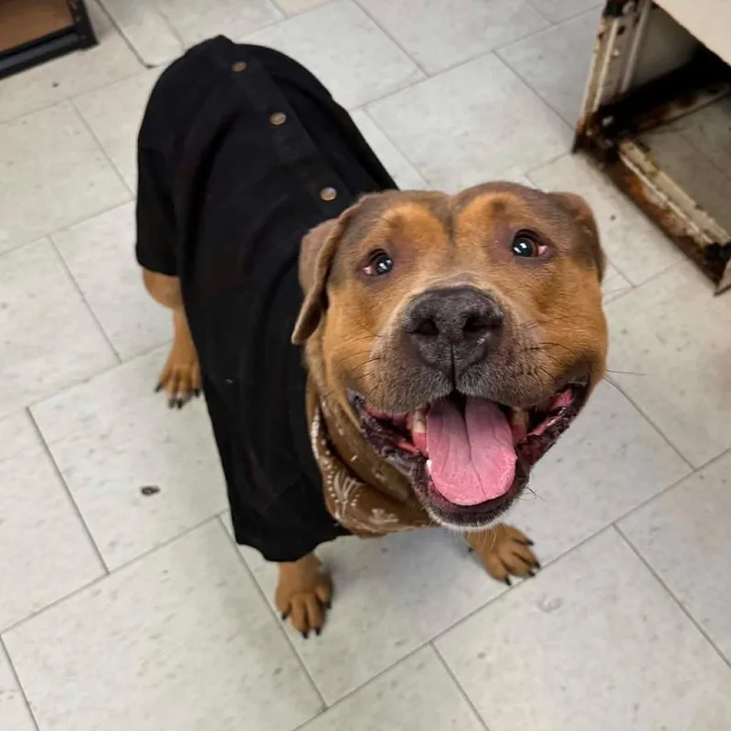 An adult large-sized male Brown / Chocolate Mixed Breed dog named Squeeze for adoption in San Francisco, CA