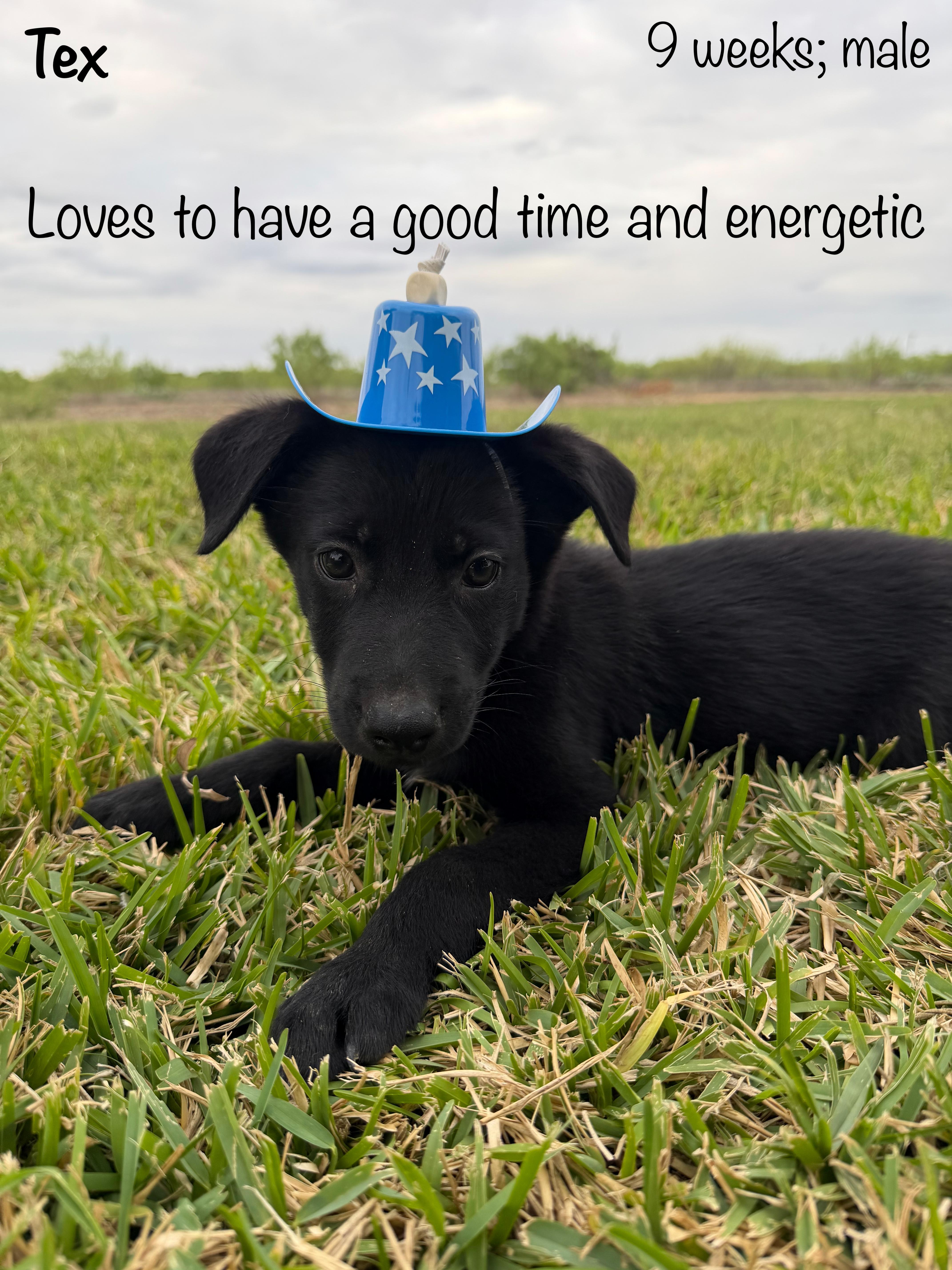 A baby large-sized male Black Black Labrador Retriever dog named Tex for adoption in Paramus, NJ