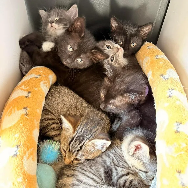A baby small-sized female Gray / Blue / Silver Domestic Short Hair cat named Paprika for adoption in Woodstock, VA